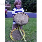 Titan 24 Inch Heads, 15 - 18 Ft Tall / One of World's GIANT seeds, Largest