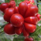 Unusual Rare Heirloom Reisetomate Lycopersicon lycopersicum Professional 100 ...