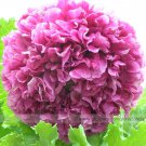 Heirloom Purple Chinese Peony 1 Professional 5 / Rare Tree Seeds, Pack, Seeds...