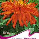 Zinnia Annual 50 / Best Cut Orange Elegans Youth-and-old-age Flowering Seeds,...