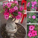 Hei' Adenium Desert Rose Bonsai red blooms 'Feng Seeds, 2pcs big