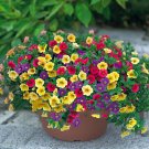 Mix Petunia Shuttlecock Horn Bonsai Garden Seeds 200pcs