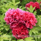 Heirloom Qi Man Juan' Dark Red Three-headed Peony Professional 5 / 'Hong Seed...