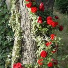 100 Thailand Beautyful Rose Bonsai Rare Mutli-Color for Home & Pcs Climbing C...