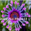 Osteospermum colours,bonsai potted for 100pcs/bag seeds,daisy seeds,osteosper...
