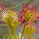 New Rare Colorful Drosera Peltata Potted Circular Sundew Carnivorous 100+ Gar...