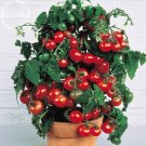 Heirloom Tiny Tim Dwarf Bonsai 30 a heavy yielder with clusters of fine flavo...