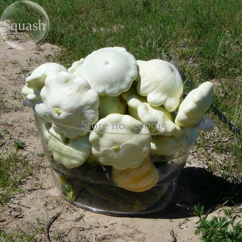 Summer Squash White Patty Pan Scallop, 5 ornamental edible Seeds, vegetables