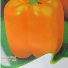 Heirloom Bell 8 / Sweet Capsicum Orange Organic Seeds, Original Pack, Seeds P...