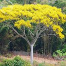 Schizolobium parahyba Yellow Jacaranda Brazilian Fire Fern Tree, 2 ornamental...