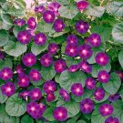 Rare Ott' Purple 50 heirloom vine 'Grandpa Bright Morning Glory, seeds, climbing