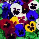 Swiss Mixed Pansy, 20 bonsai Giant seeds, garden