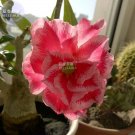 Adenium Rose Red Pink 2 5-layer blooms bonsai desert Light Seeds, Se...
