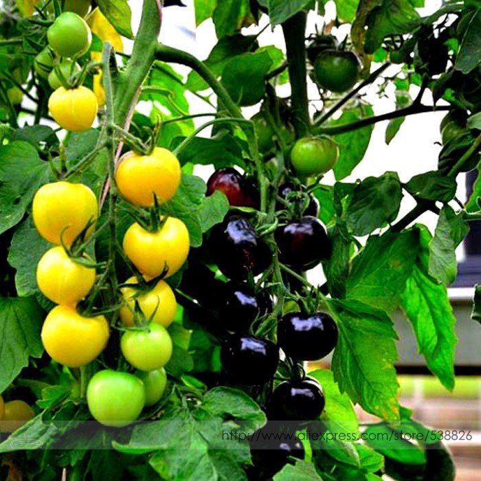 Rare Yellow Black Dwarf Cherry Hybrid Professional 100 / Bonsai Balcony Sweet...