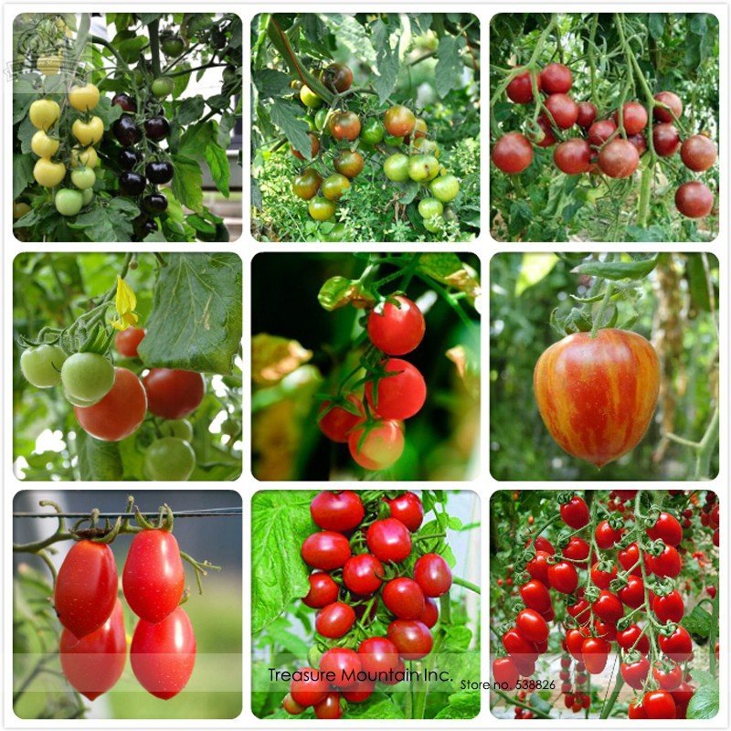 TM Mixed Heirloom 9 Types Edible Cherry Professional 100 / Very Sweet Delicio...