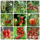 TM Mixed Heirloom 9 Types Edible Cherry Professional 100 / Very Sweet Delicio...
