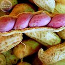 10+ Jumbo Peanuts Untreated Arachide four in a shell Virginia Seeds,...