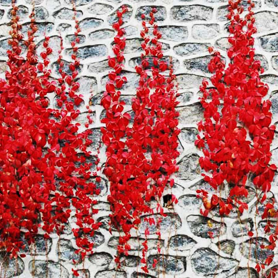 Rare Red Ivy Creeper Leaves Heirloom Seeds 10pcs