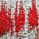 Rare Red Ivy Creeper Leaves Heirloom Seeds 10pcs