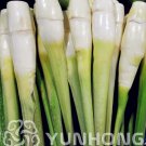 Zizania Latifolia Aquatic Seasons, 95%(Zizania latifolia) Mix 100PCS, Seeds, ...