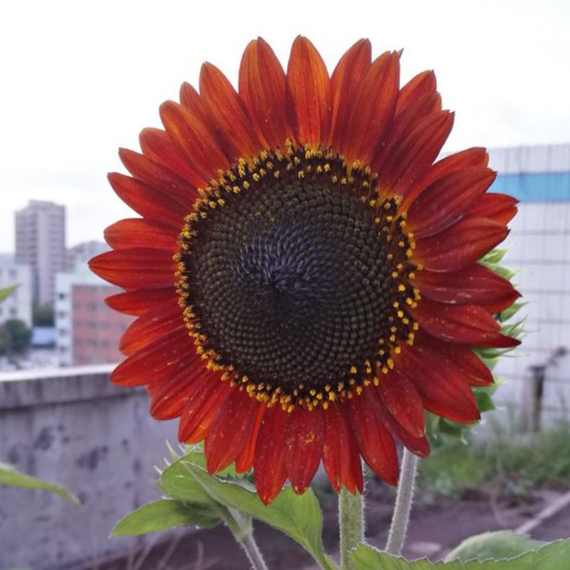 Sunset Rust Red F1 Seeds 30PCS