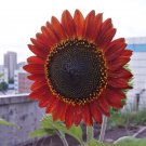 Sunset Rust Red F1 Seeds 30PCS