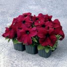 Supercascade Dark Red Petunia Annual 100 Heirloom Ruffled Rim Burgun...