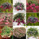 Bonsai Fuchsia Perennial Heirloom Red Pink White Blue Colorful 100PC...