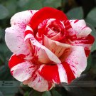 1 Professional 50 / New Pink Rose Red Strip Shrub Pack, seeds