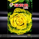 Heirloom Yellow Chinese 100 / Green Cabbage Organic Seeds, Original Pack, See...