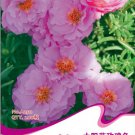 1 200 / Rose Red Heronsbill EZ to Original Pack, seeds Grow