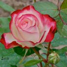 New Fichier Rose Hybrid and Bud Bonsai, heirloom 50pcs/pack, light f...