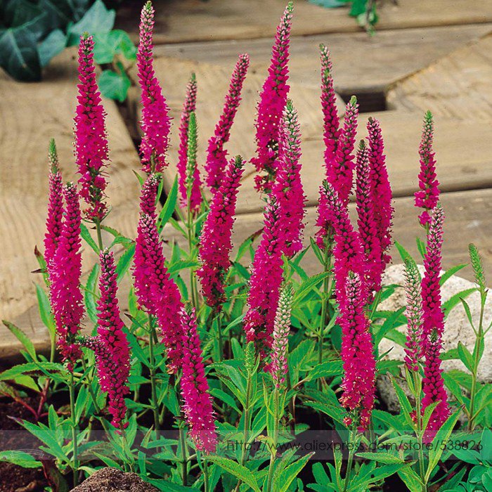 Veronica Spicata 'Red Fox' Spiked Speedwell Perennial Beautiful Professional ...