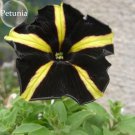 Black Yellow Playmates Petunia Annual 100 rare heirloom bonsai seeds,