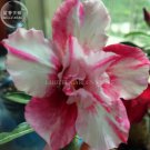 Rare 'Blood White' Adenium Desert rose, Professional 2 2-layer white pink pet...