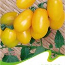 1 20 / Roma Yellow Little Edible Original pack, seeds Organic Non-gmo s...