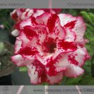 1 Professional 2 / Rosy Adenium Obesum Chotratsamee Desert Rose Pack, seeds p...