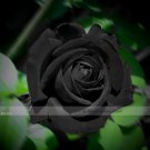 1 Professional 50 / Les Paul Super Black Beauty Rare Rose Pack, seeds S...