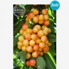 20+ Rainier Cherries Female Professional tasty yellowish red Seeds, ...