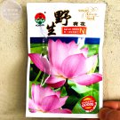 5 Pink Wild Lotus Blooms diameter up to 20cm Big Seeds, Original Pack,