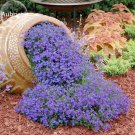 100% Purple Aubrieta 250 bees butterflies up your Genuine Seeds, attracting l...