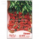 Ardisia Crenata Christmas Coral Berry Ornamental Tree, ,12 tropical or indoor...