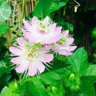 Passiflora foetida White Wild Maracuja 20 bush passion fruit Stinking seeds, ...