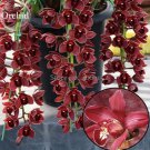 Rare Wild Orchids Dark Red Colors Perennial 100 indoor potted landscape Seeds...