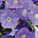 'Mik' Purple Petunia Hybrid 200 professional a must for baskets Light Seeds, ...