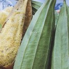Loofah Thick 8 professional edible when Giant Climbing Sponge Gourd ...