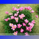 Clusters of Pink Chinese Peony Professional 5 / Seeds, Pack, Seeds Ligh...