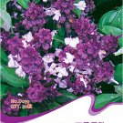 Demure Thai Basil with a Licorice Accent 30 / Heady Fragrant Seeds, Original ...