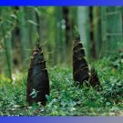 Heirloom China Moso Bamboo Shoots Tasty Professional 30 / Perennial Edible Ve...