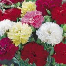 Dianthus Caryophy Chabaud Mixed Carnation 50 the most popular of all time See...